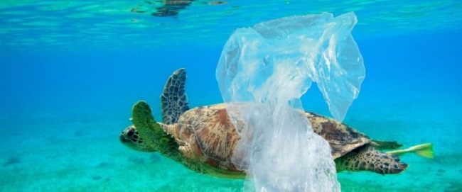 Les débris de plastique en mer confondus avec de la nourriture tuent des milliers de poissons