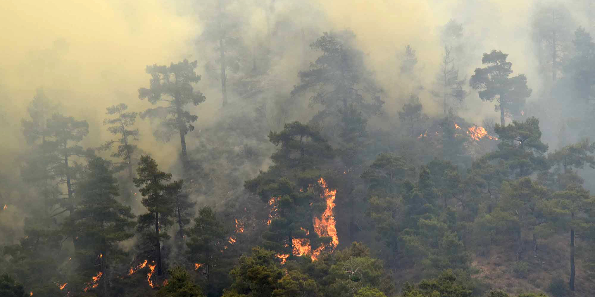 Saïda: Près de 700ha ravagés par le feu