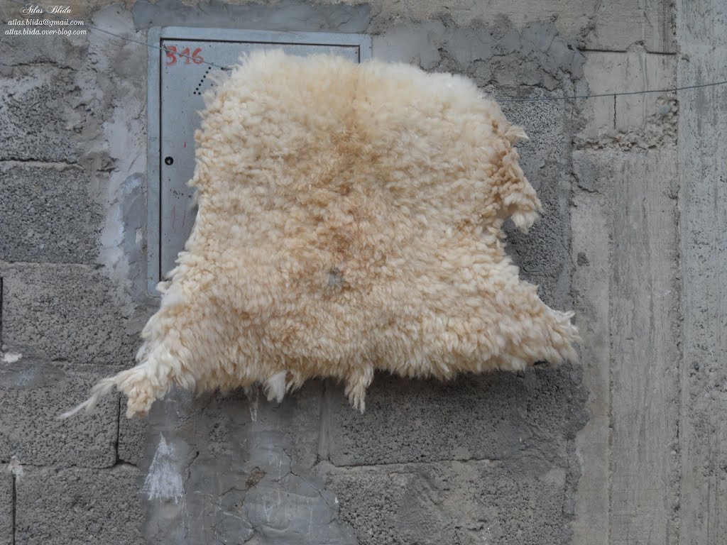 Aïd El-Adha : Quelle fin pour les peaux de moutons égorgés ?