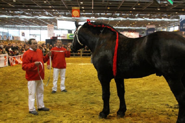 Viande chevaline: L’Algérie parmi les « importateurs ponctuels » du cheval français