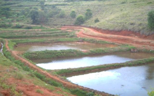 Bouira: La pisciculture dans le monde agricole