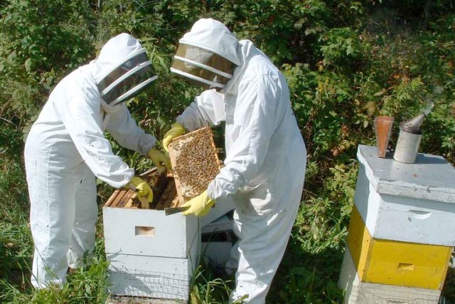 Sidi Bel Abbès : Une récolte de miel catastrophique à Télagh