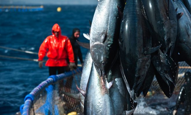 Pêche: l’Algérie se lance dans l’engraissement du thon rouge
