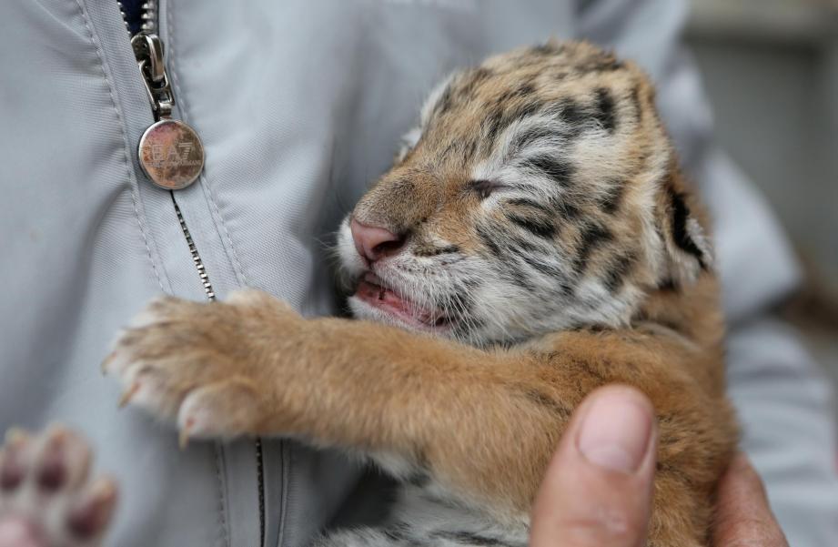 Naissance de trois bébés tigres dans un zoo à Oran