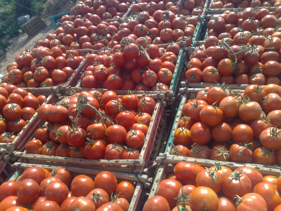 Leurs tomates ont été jetées dans les oueds: Les producteurs appellent à stopper l’importation