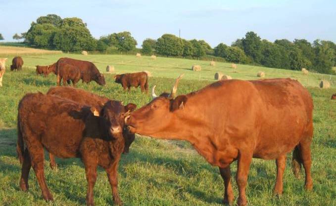 Le veau à la place du mouton