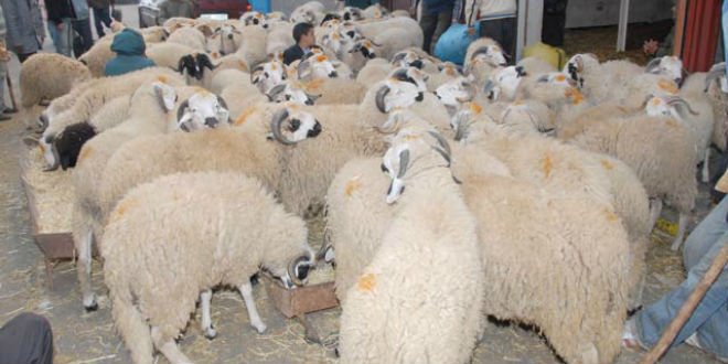 Aïd El Adha: Alger dotée de 6 sites pour la vente directe de moutons