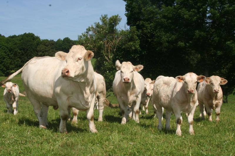 Union Européenne : Laissons sa viande bovine à l&rsquo;Australie et son beurre à la Nouvelle Zélande