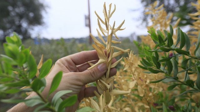 La xylella Fastidiosa inquiète les agriculteurs Alerte à la bactérie tueuse d’arbres à Aïn Defla