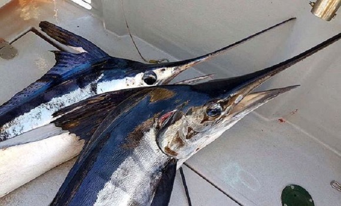 L&rsquo;espadon: un système informatique et de recensement en prévision de l&rsquo;application de la décision sur les quotas de pêche en 2018