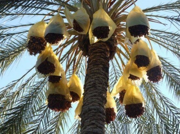 Ghardaïa : Plus de 590 000 quintaux de dattes attendus