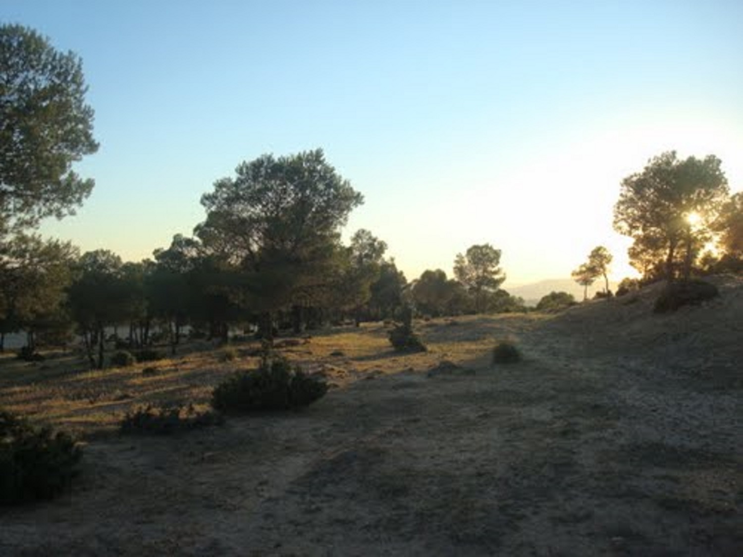Tiaret: Des barbecues menacent la forêt