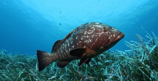 Oran: mort « inquiétante » de mérous sur les côtes de la corniche