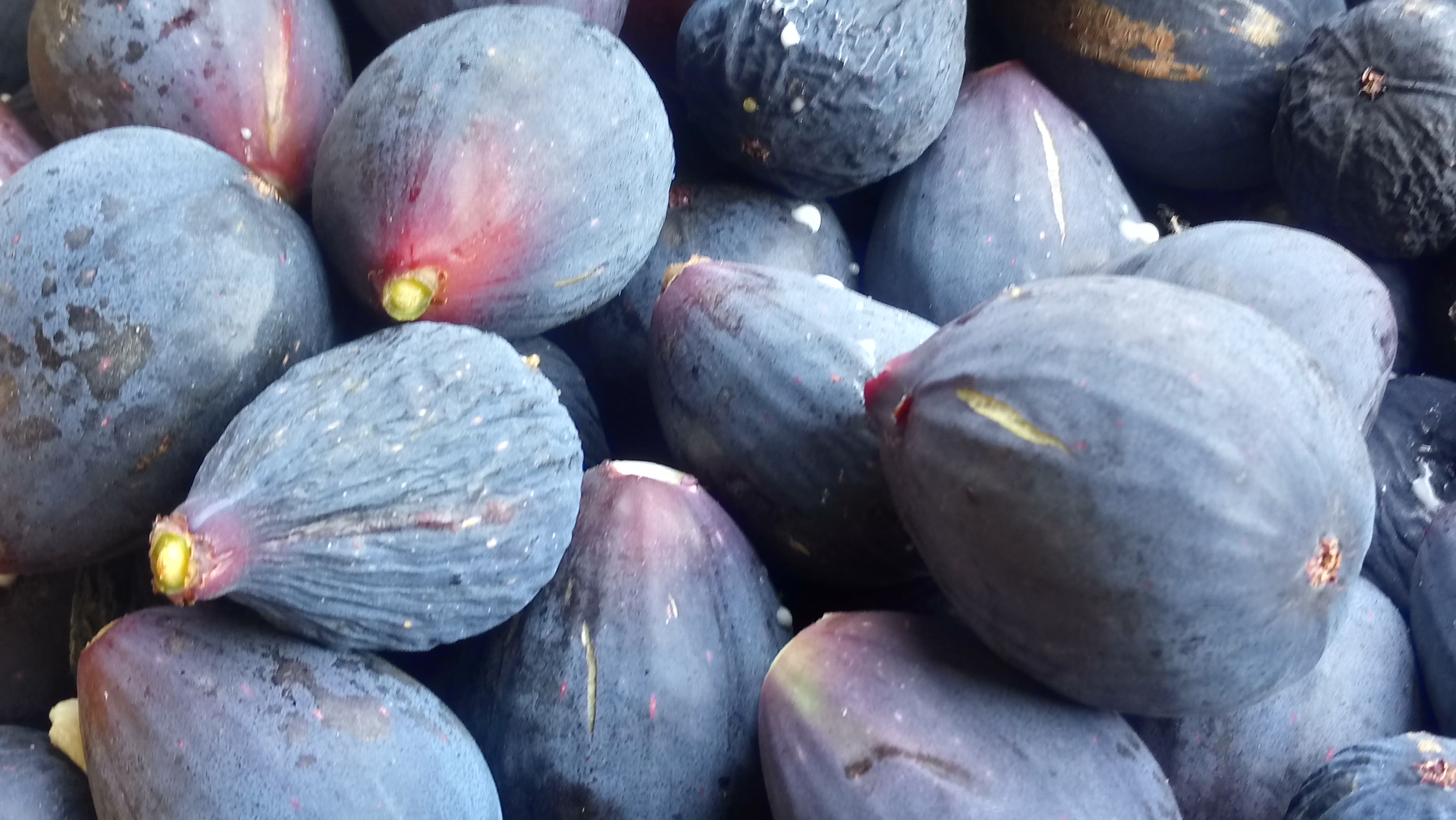 Béni-Saf: La figue fraîche inonde le marché