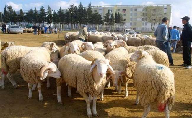Putréfaction de la viande du mouton de l’Aïd: L’inspection vétérinaire de Bouira préconise une campagne nationale de contrôle