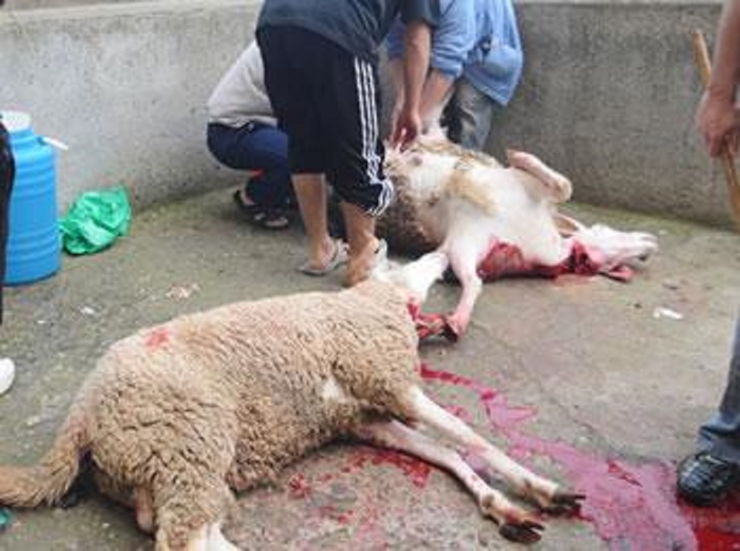 Aïd el Adha: La saleté envahit la cité