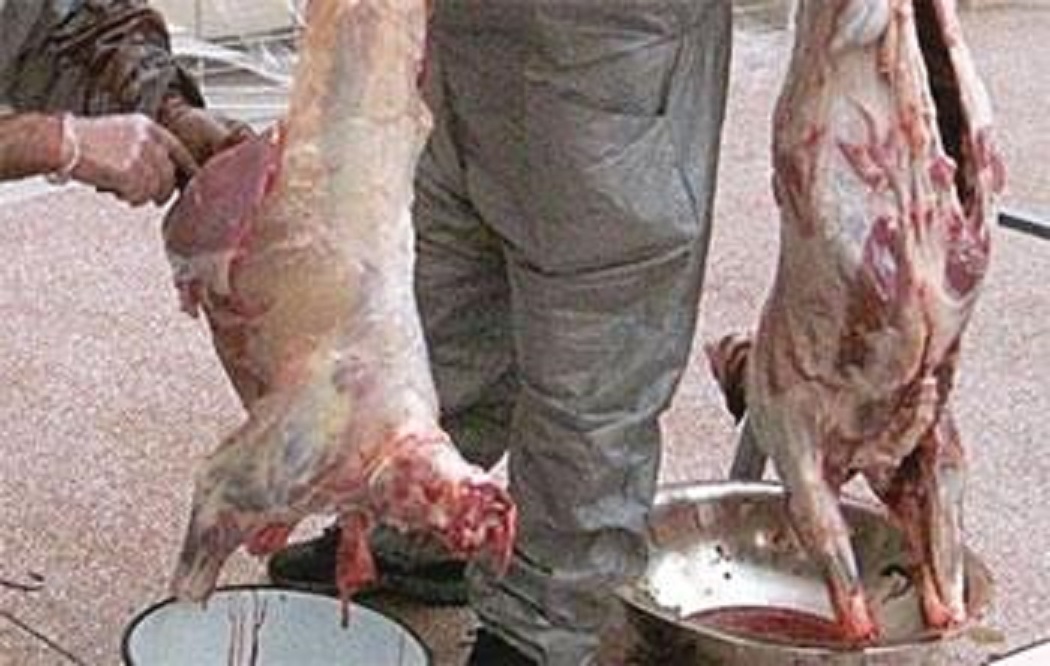 Lutte contre l’abattage clandestin: La wilaya d’Oran lance la première offensive