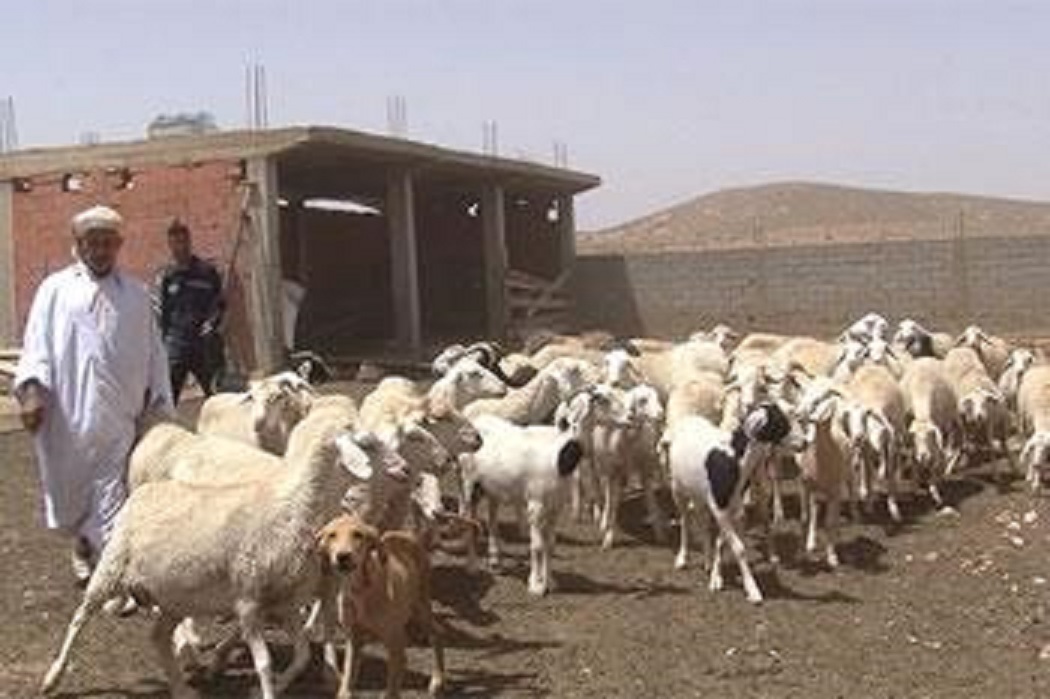 Retour à la subvention de l’aliment du bétail: Les éleveurs expriment leur satisfaction