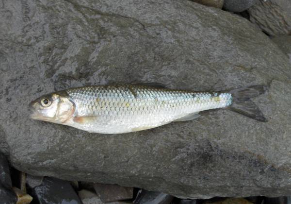 Du poisson blanc décongelé vendu au prix du frais