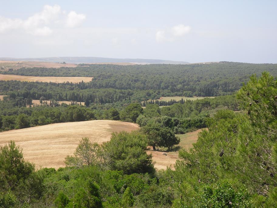 Mascara : La chenille menace les forêts récréatives