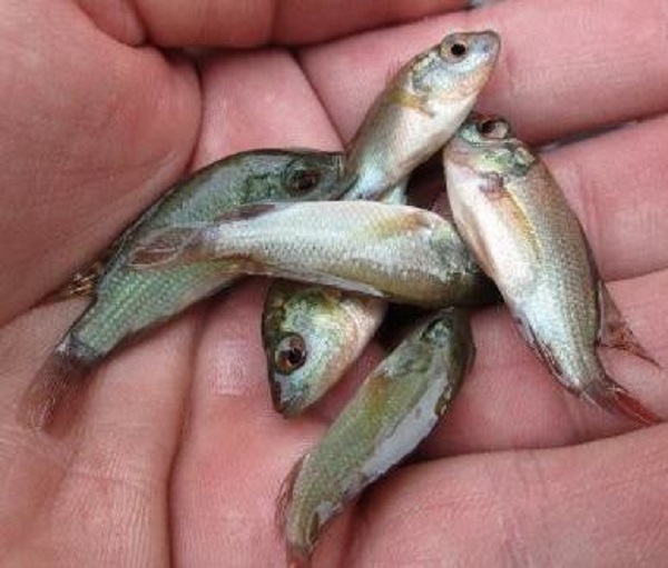 5.000 alevins de tilapia distribués à 15 agriculteurs de 5 wilayas de l’Est du pays