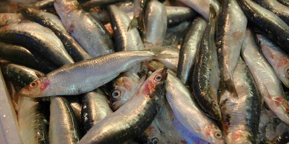 Conséquences  de la pêche intempestive à Mostaganem : Haro sur la sardine minuscule !