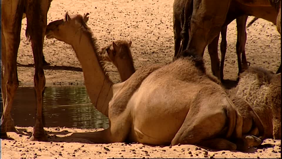 Grand Sud : le chamelon pour le sacrifice de l’Aïd