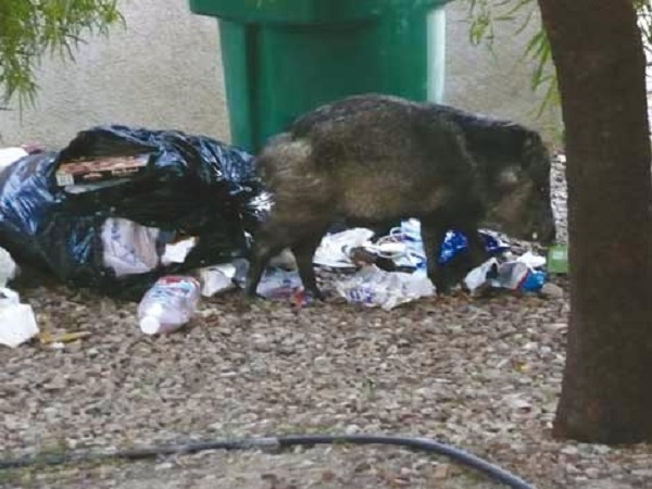 En dépit de toutes les mesures prises pour le bon déroulement de l’opération d’abattage à Bouira: Les normes d’hygiène ignorées