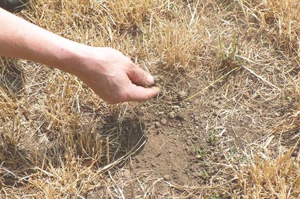 Les agriculteurs redoutent une sécheresse prolongée (Bouira) : Les récoltes compromises !