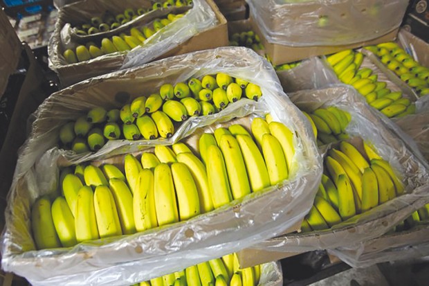 Boumerdes : saisie de bananes dédiées à la spéculation