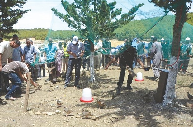 Créer une réserve de chasse dans la région: Lâcher de perdrix Gambra dans la forêt d’Ouled Ali