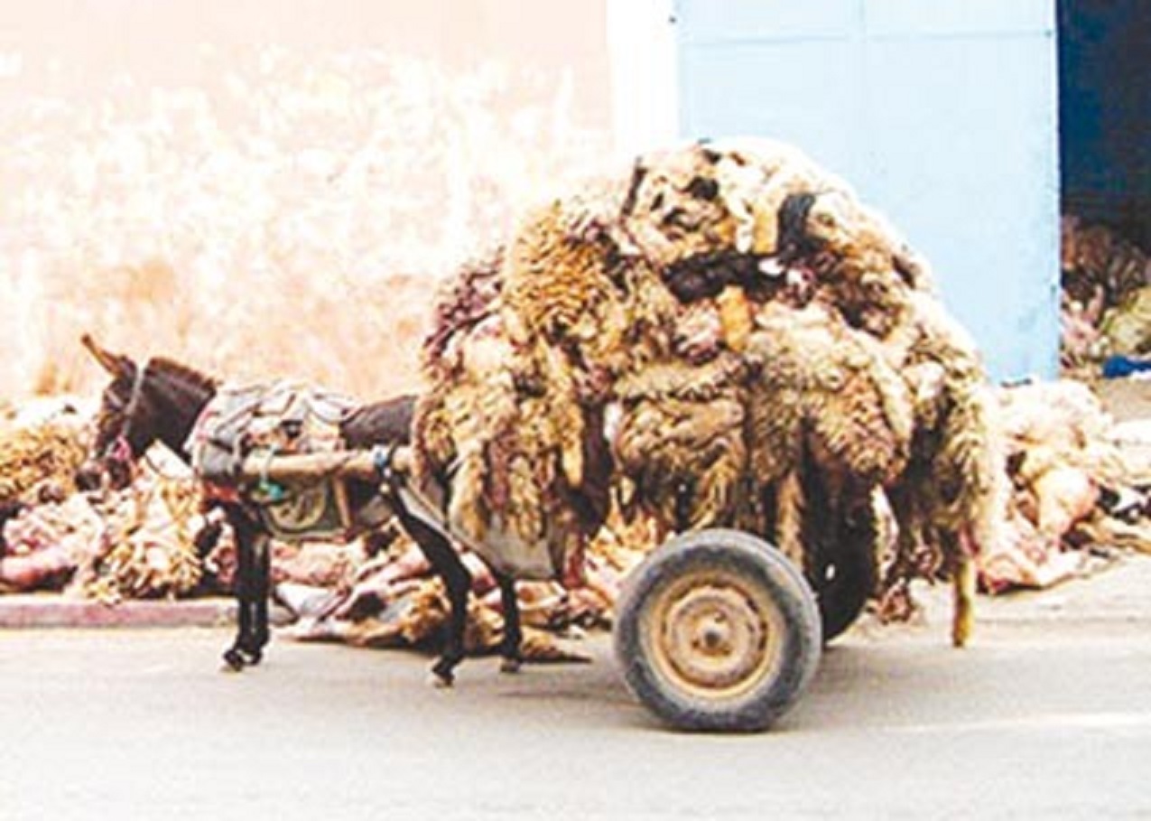 Collecte des peaux de mouton par les lieux de culte:  Les comités de mosquée peinent à gérer les dons des citoyens