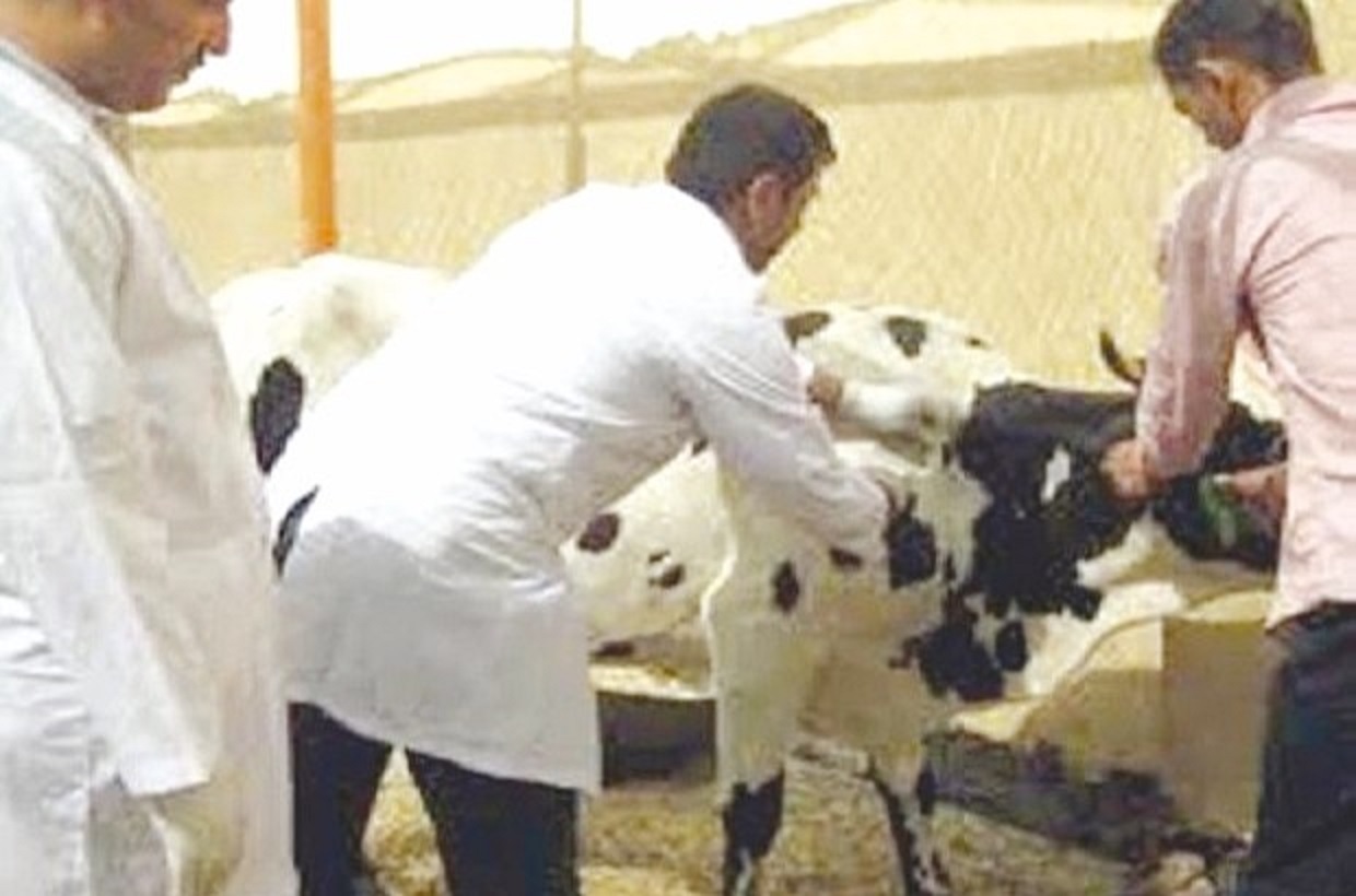 Sidi-Bel-Abbès : Après la mutation du sous-virus serotype O à Serotype A Les services vétérinaires en alerte permanente