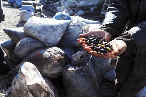 En dépit des nombreux incendies qui ont ravagé des centaines d’oliveraies Maâtkas : une saison oléicole prometteuse