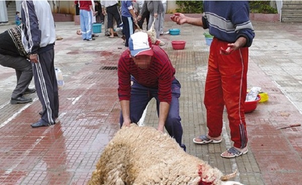 Aïd El-Adha à Mascara: Pénurie et hausse illégale des prix