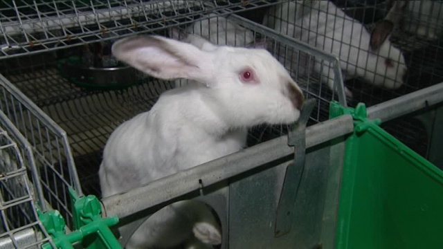 Algérie: Entrée en production de la filière cunicole dans la wilaya de Khenchela