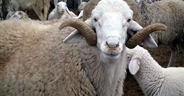 Les peaux de mouton envahissent les cités