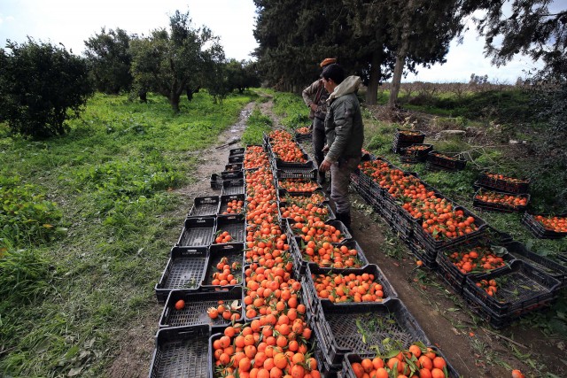Les produits agricoles algériens à l’honneur à Bordeaux (France)