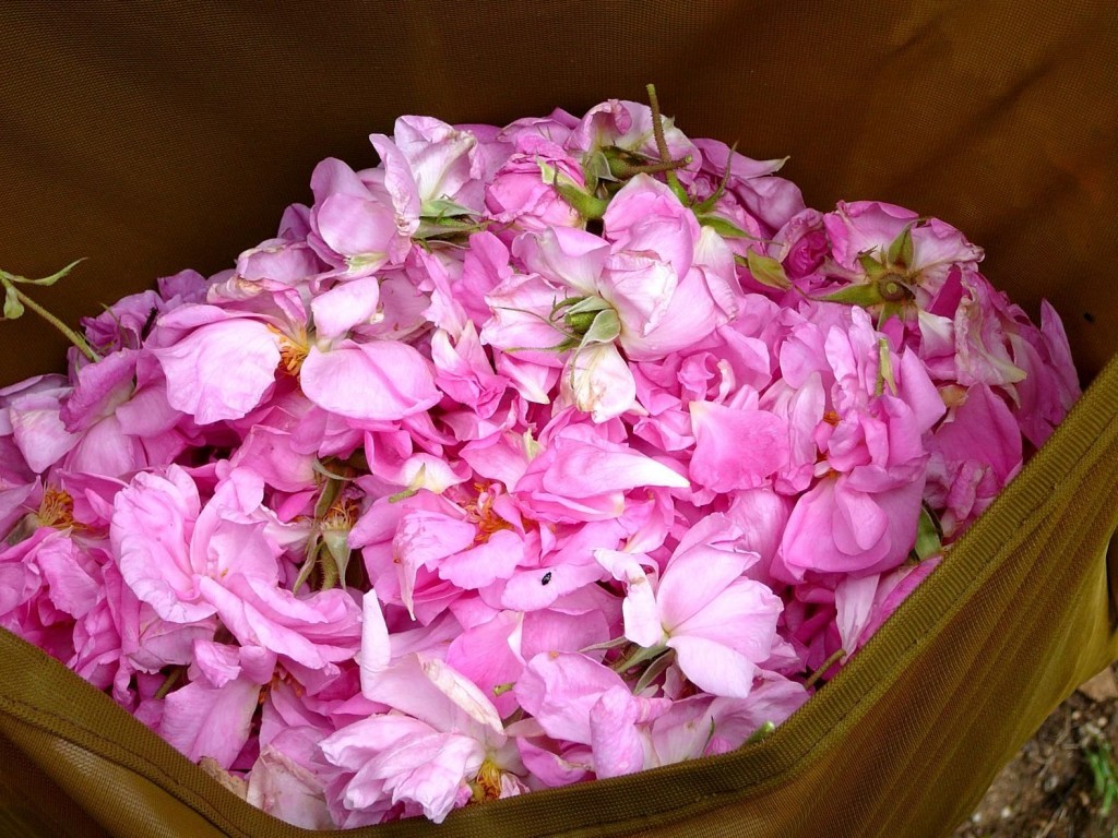 L&rsquo;eau de rose : un trésor de beauté