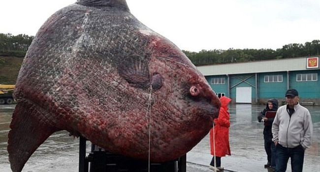 Tipaza: la pêche de la sardine, ses aléas et ses maux