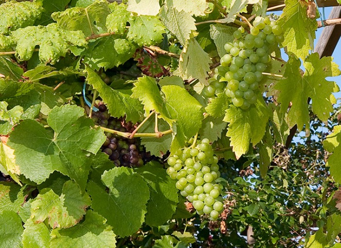 Oran: production de plus de 84.000 quintaux de produits de vignobles