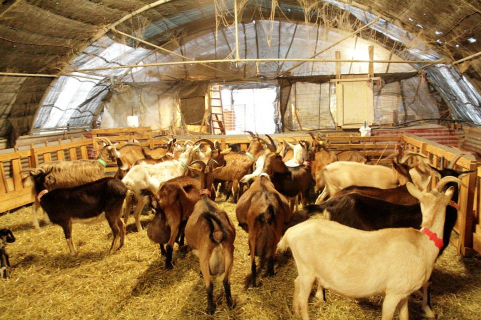 Ouargla : plus de 140 petites unités d’élevage montées depuis 2016