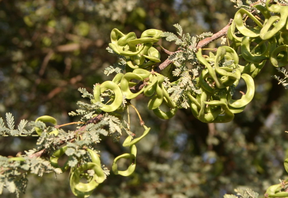 Algérie: Lancement prochain dans la wilaya de Ghardaïa des actions de régénération de l’Acacia raddiana