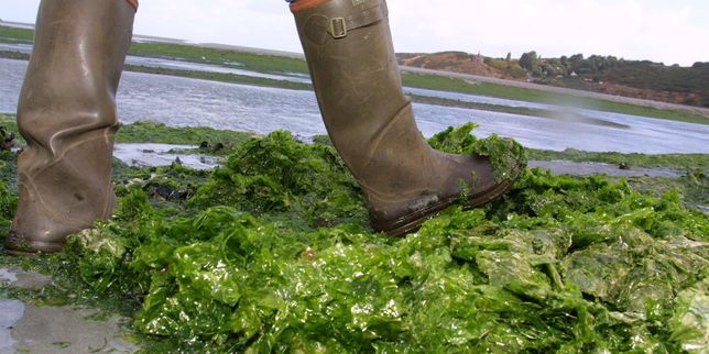 L’algue algérienne sera exportée