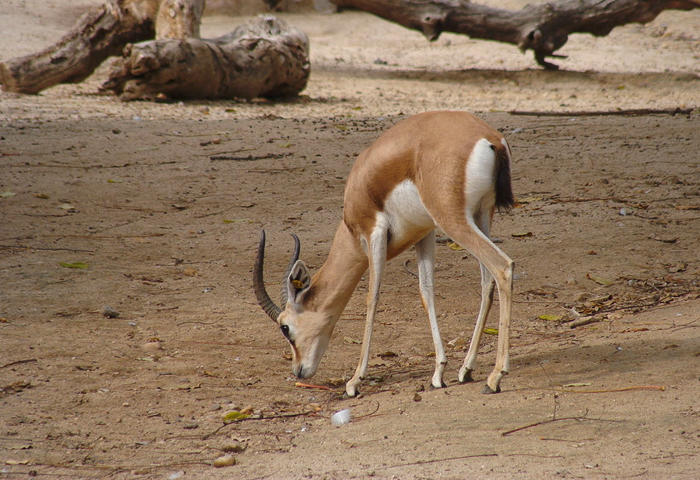 Protection des gazelles menacées: Des vétérinaires en conclave à Tlemcen
