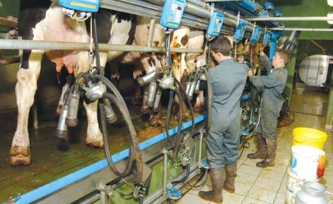 Algérie: Hausse de la production du lait de vache dans la wilaya de Souk Ahras (GAPEL)