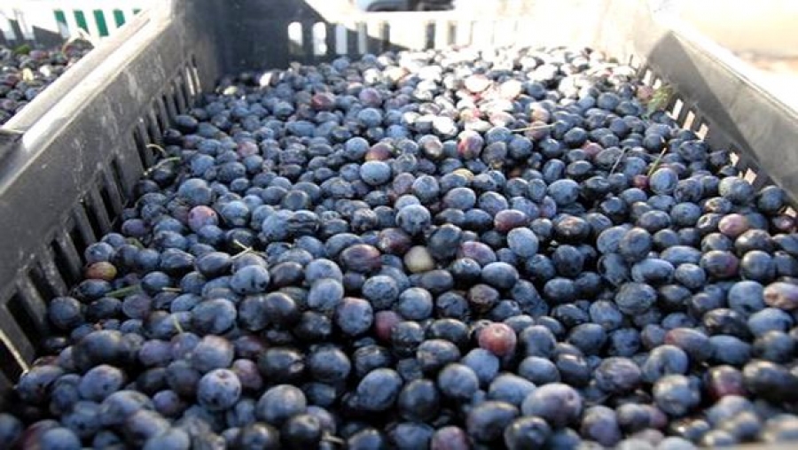 Algérie: La récolte d’olives pourrait dépasser les 26.000 quintaux dans la wilaya de Ghardaïa