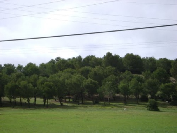 Tébessa : Des projets pour les forêts