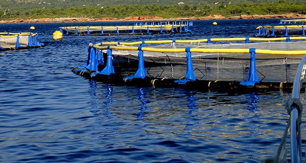 Algérie : Installation en mer des équipements de projets en conchyliculture à El Kala