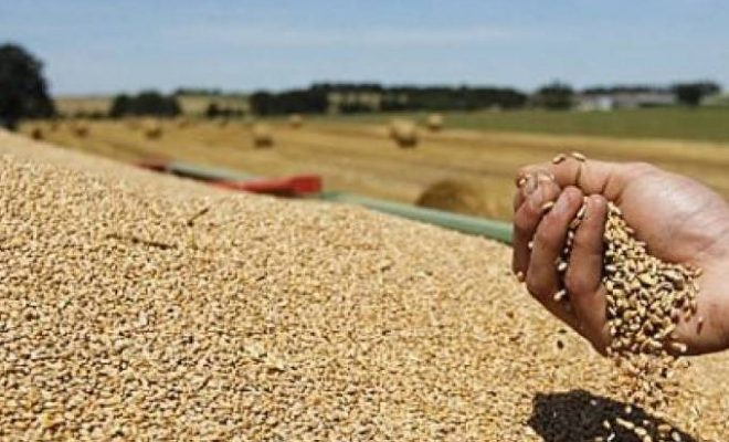 L’Algérie n’a produit en 2016-2017 que 35 millions de quintaux de céréales